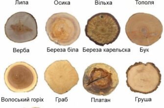 Листяні породи дерев: огляд, види та користь для екосистеми