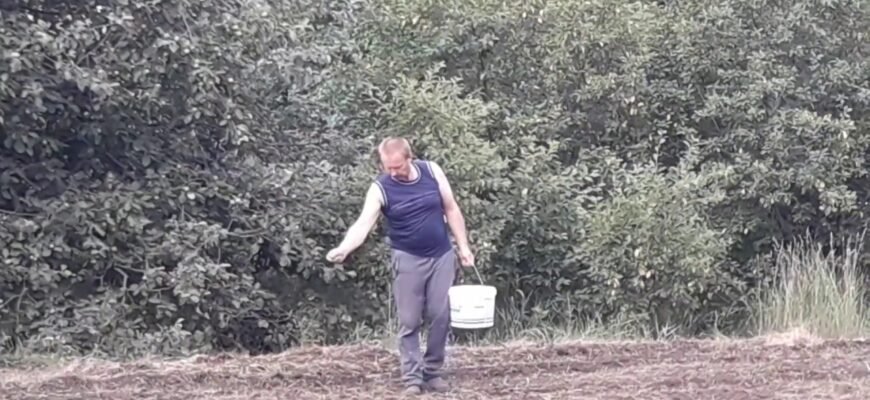 Як сіяти люцерну вручну: покроковий гід для оптимального врожаю