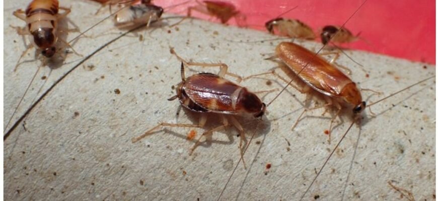 Як виглядає таракан: детальний опис та характерні особливості