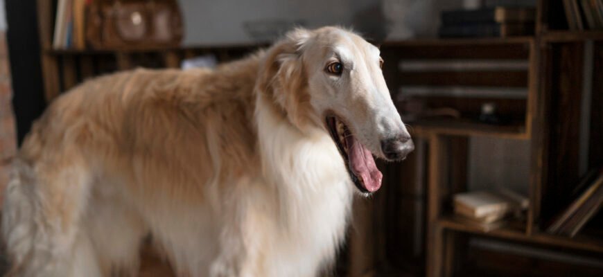 Борзая порода: характеристика, догляд і особливості утримання