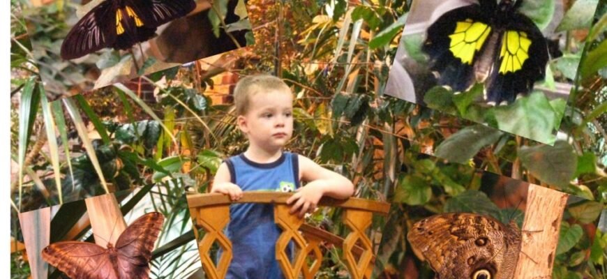 Неймовірний світ: Відвідайте музей бабочок і відкрийте незвідане