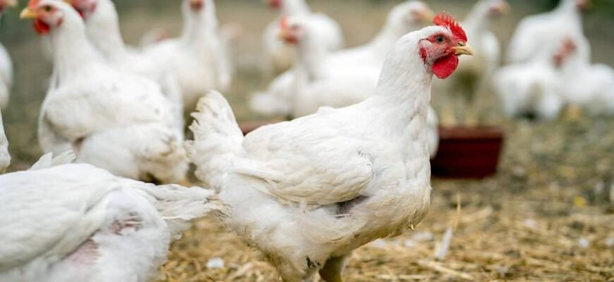 М’ясні породи курей: шлях до ефективного вирощування птиці