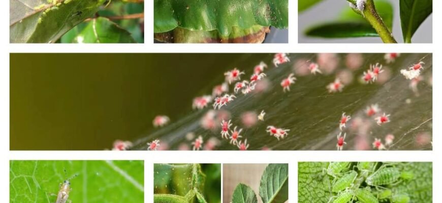 Народні методи боротьби з шкідниками кімнатних рослин: ефективні поради