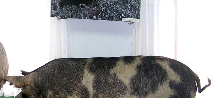 Миргородська порода свиней: особливості, догляд та переваги розведення