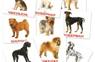 Всі породи собак українською: детальний огляд та опис всіх видів