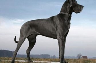 Великий пес із великим серцем: всі особливості доге породи