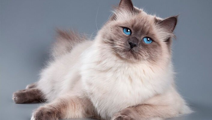 Порода кішок Невська Маскарадна: Опис, Характер та Догляд