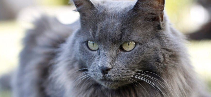 Порода котів нібелунг: особливості, догляд та характер цих красенів