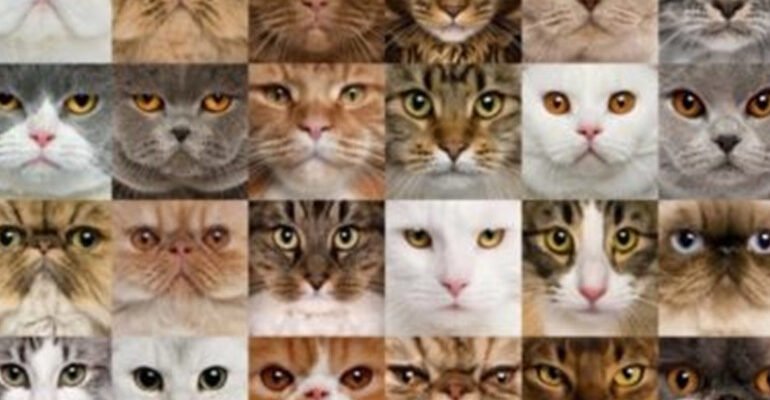 Всі породи котів: повний огляд видів та їх особливостей