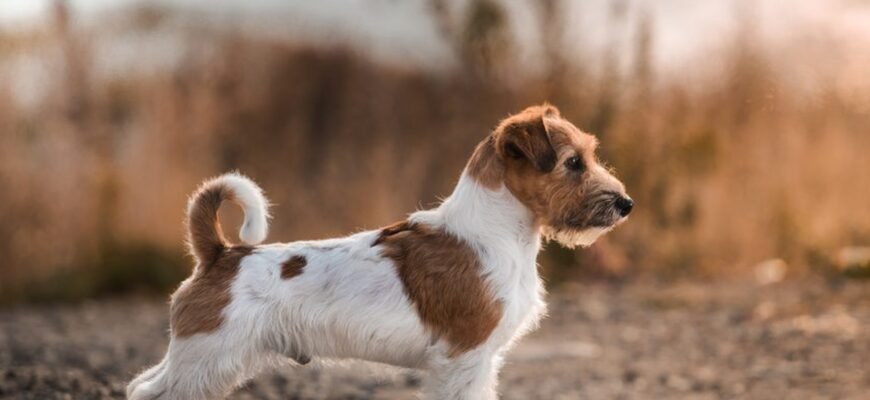 Джек Рассел: Яка порода собак найбільше схожа на цього улюбленця?