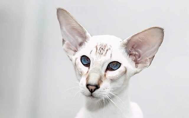 Кіт породи Орієнтал: особливості характеру та догляду за улюбленцем