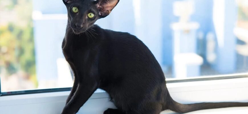 Орієнтальна порода кота: особливості, характер та догляд за улюбленцем