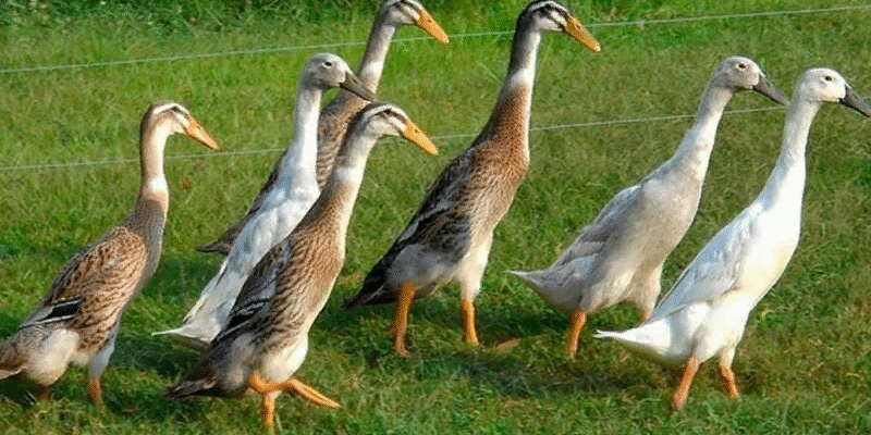 Найпопулярніші породи уток: огляд та поради з вибору для господарства