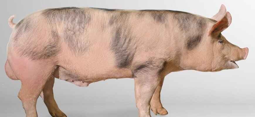 Макстер порода свиней: фото, особливості та переваги розведення