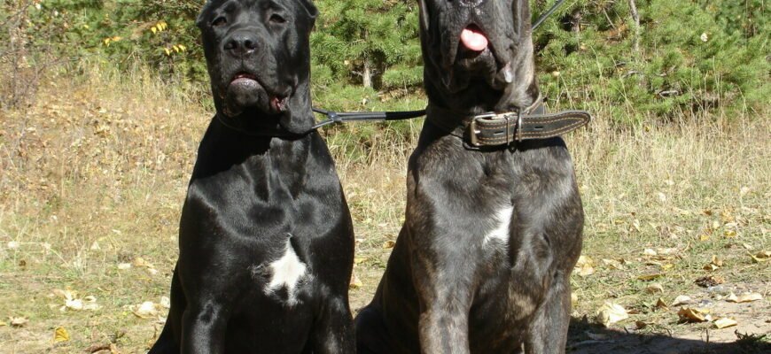 Екзотичні італійські породи собак: особливості та догляд