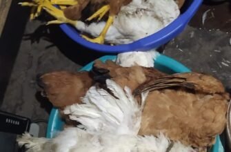 Як тхір вбиває курей: з’ясування методів і запобіжних заходів