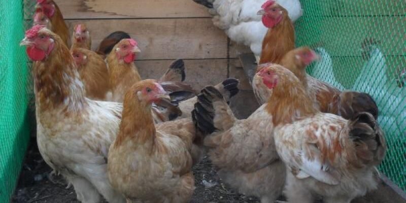 Які породи курей продаватимуть у Полтаві на ринку Кагамлика?