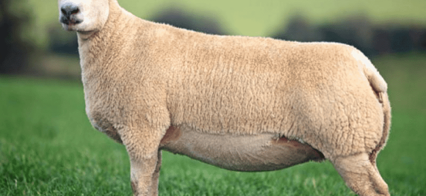 Вибір найкращих м’ясних порід овець: повний гід для фермерів