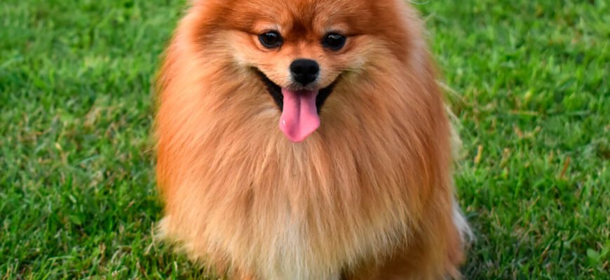 Шпіц порода собак: характеристики, догляд та особливості виховання