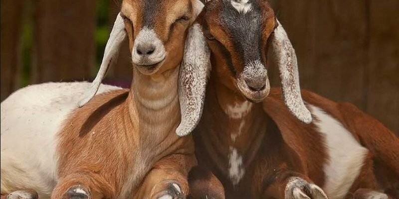 Найкращі породи кіз із молоком без запаху: огляд та поради вибору