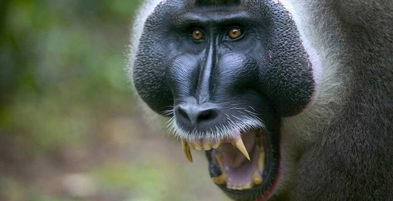 Найпопулярніші породи мавп: опис, характеристики та цікаві факти