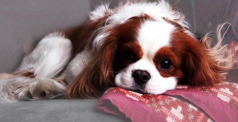 Маленькі породи собак для квартири: ідеальні вихованці для міста