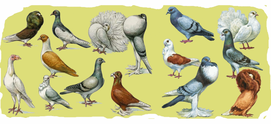 Всі породи голубів: повний гайд про різноманітність і особливості