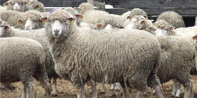 Вівці породи: огляд популярних видів та їх особливості в Україні