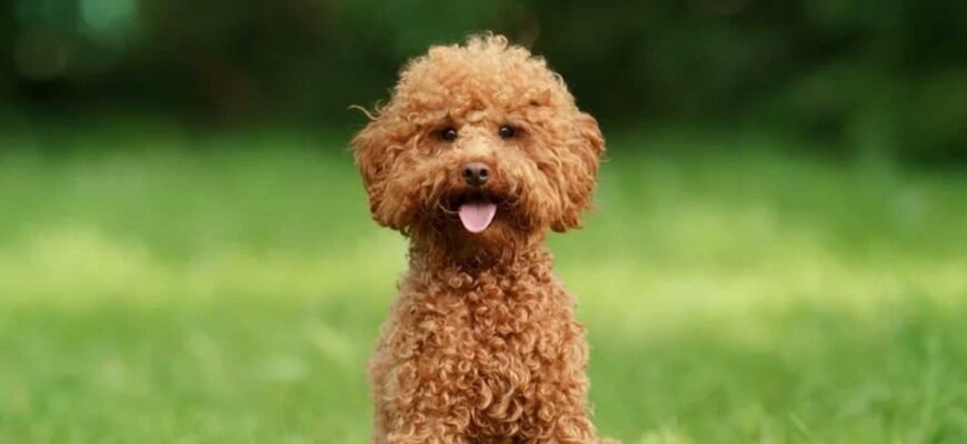 Порода собак пудель: історія, догляд та особливості характеру
