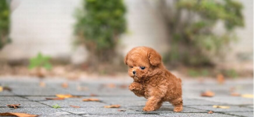 Порода Той Пудель: Особливості, Догляд та Характеристики Собак