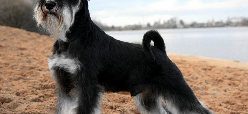 Порода шнауцер: особливості, характер та догляд за улюбленцем