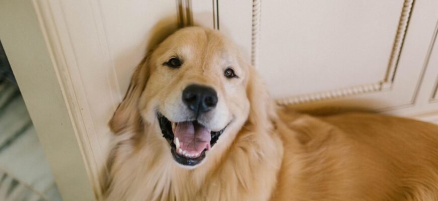 Найбільш доброзичливі породи собак: яка порода є сама добра?