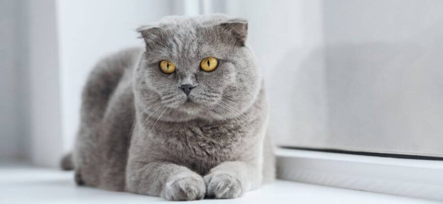 Порода висловухих котів: особливості, догляд та характерні риси