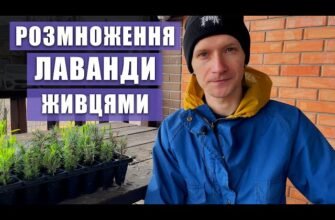 Як розмножуються лаванда: основні методи та поради для садівників