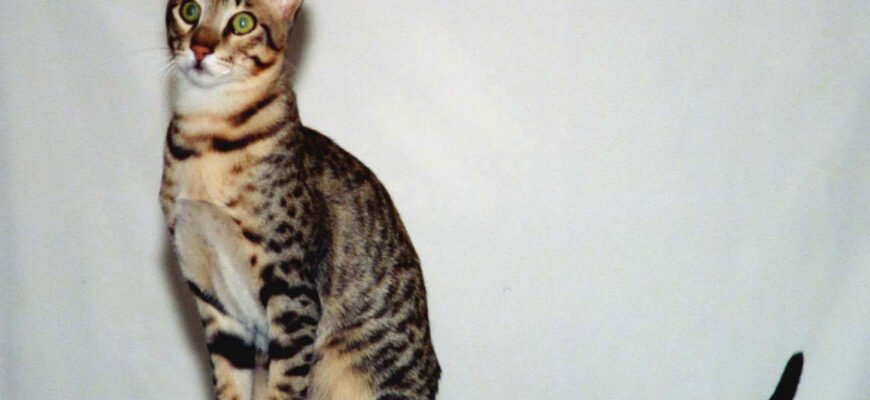 Серенгеті порода кошек: Особливості, догляд та збереження здоров’я