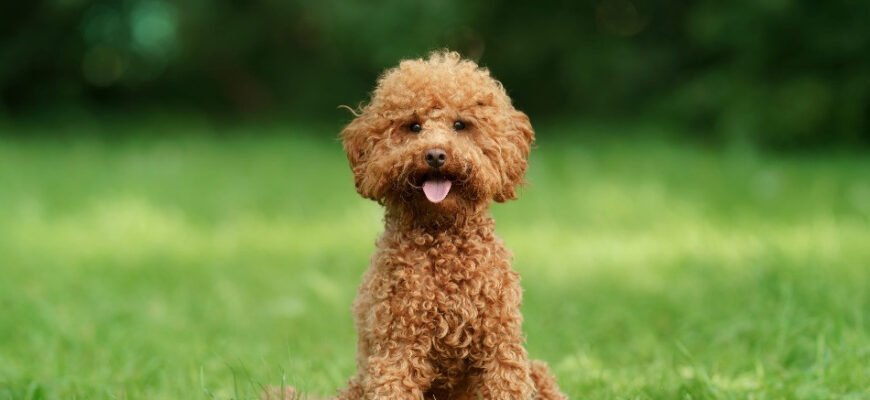 Пудель порода: особливості, догляд і виховання улюбленця