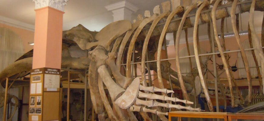 Зоологічний музей Одеси: захопливий світ тварин під одним дахом