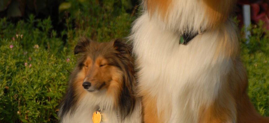 Коллі: все про породу, історія, характер, догляд та тренування