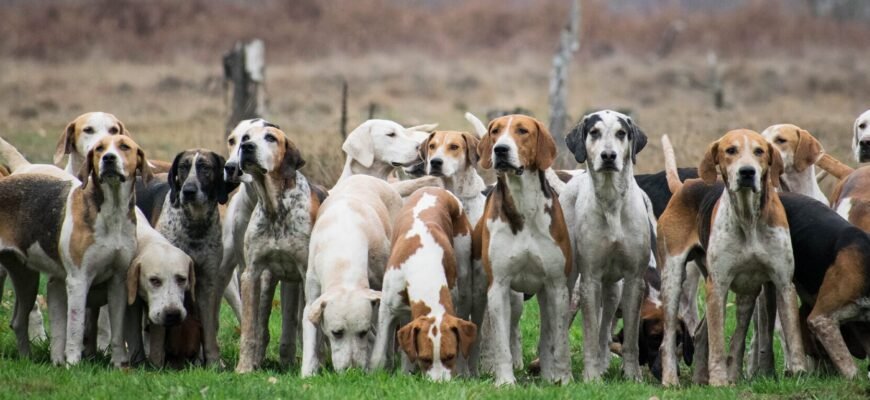 Популярні породи гончих собак: вибір найкращого компаньйона для полювання