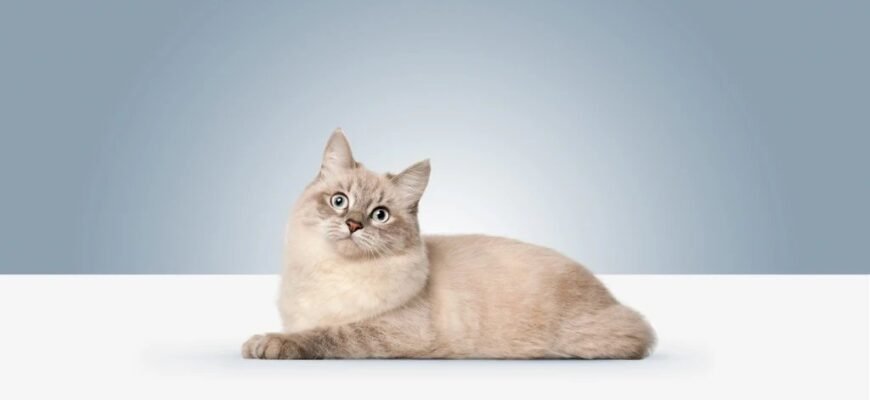 Найласкавіша порода котів: Обираємо вашу ідеальну домашню улюбленицю