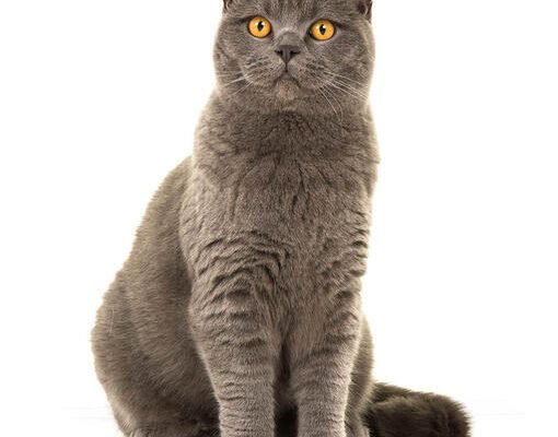 Британські породи котів: особливості догляду та популярні види