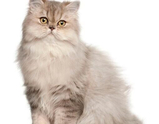 Переваги та особливості довгошерстих порід котів для вашого дому