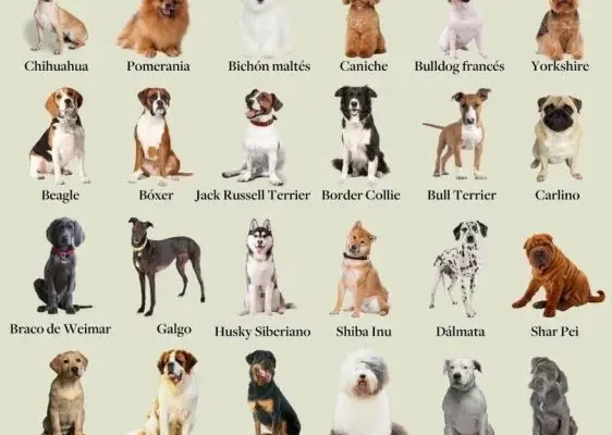 Породи собак з фото: вибір найкращого друга для вашої оселі