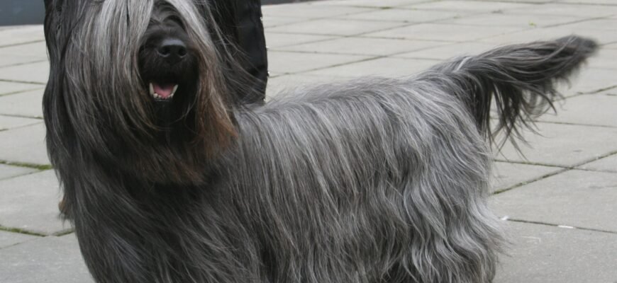 Скай порода: характеристики, догляд та особливості утримання собак