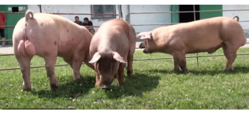 Кантор порода свиней: переваги розведення та догляд за породою