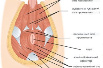 Як продовжити статевий акт: народні методи для тривалого задоволення