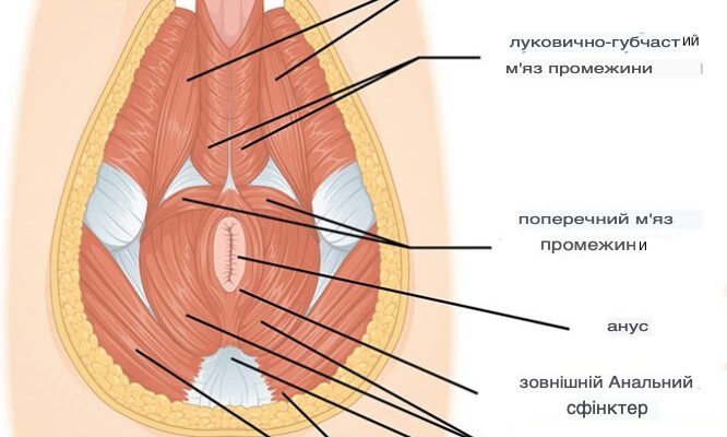 Як продовжити статевий акт: народні методи для тривалого задоволення