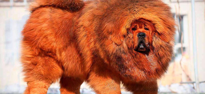 Самі великі породи собак: топ-10 гігантів для захисту й дружби