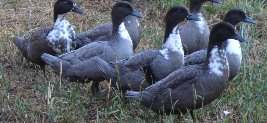 Яка порода качок найкраща: обираємо оптимальний варіант для господарства