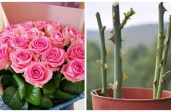 Як посадити троянди з букета: поради для успішного вкорінення